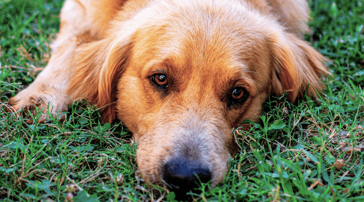 Discover Glucanine: A New Era in Canine Wellness