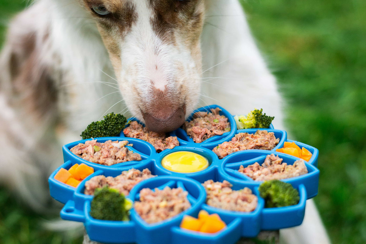 Top 10 Superfoods for Dogs (Backed by Vets!)