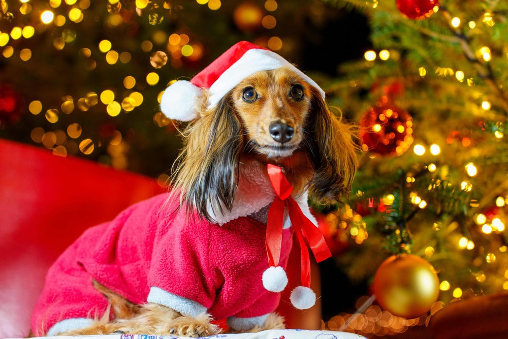 Christmas Gifts for Your Dog: Healthy Pressies That’ll Have Tails Wagging