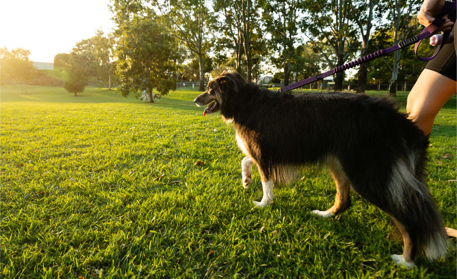 Healthy Joints, Happy Dogs: The Power of Preventative Care