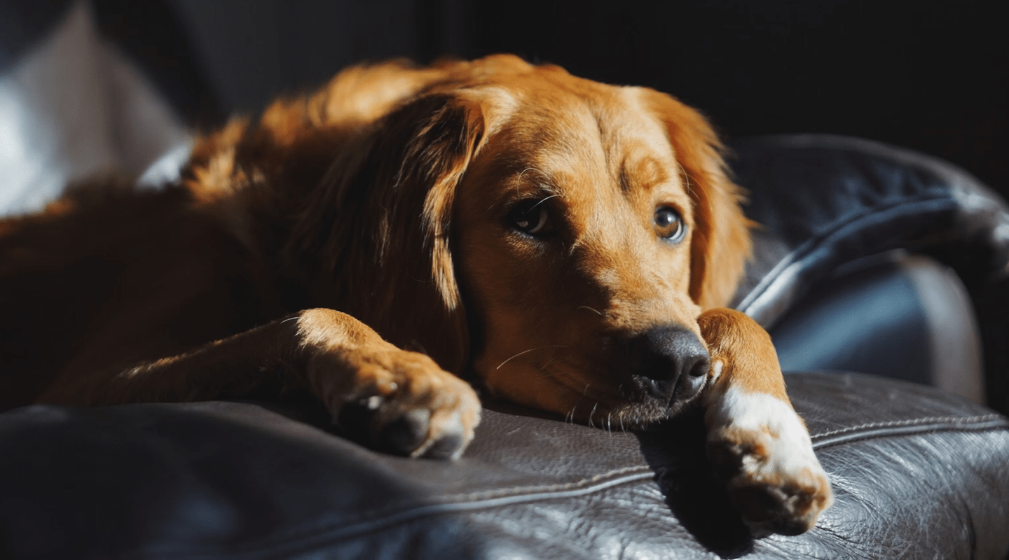 From Puppy to Senior: Lifelong Health with Glucanine