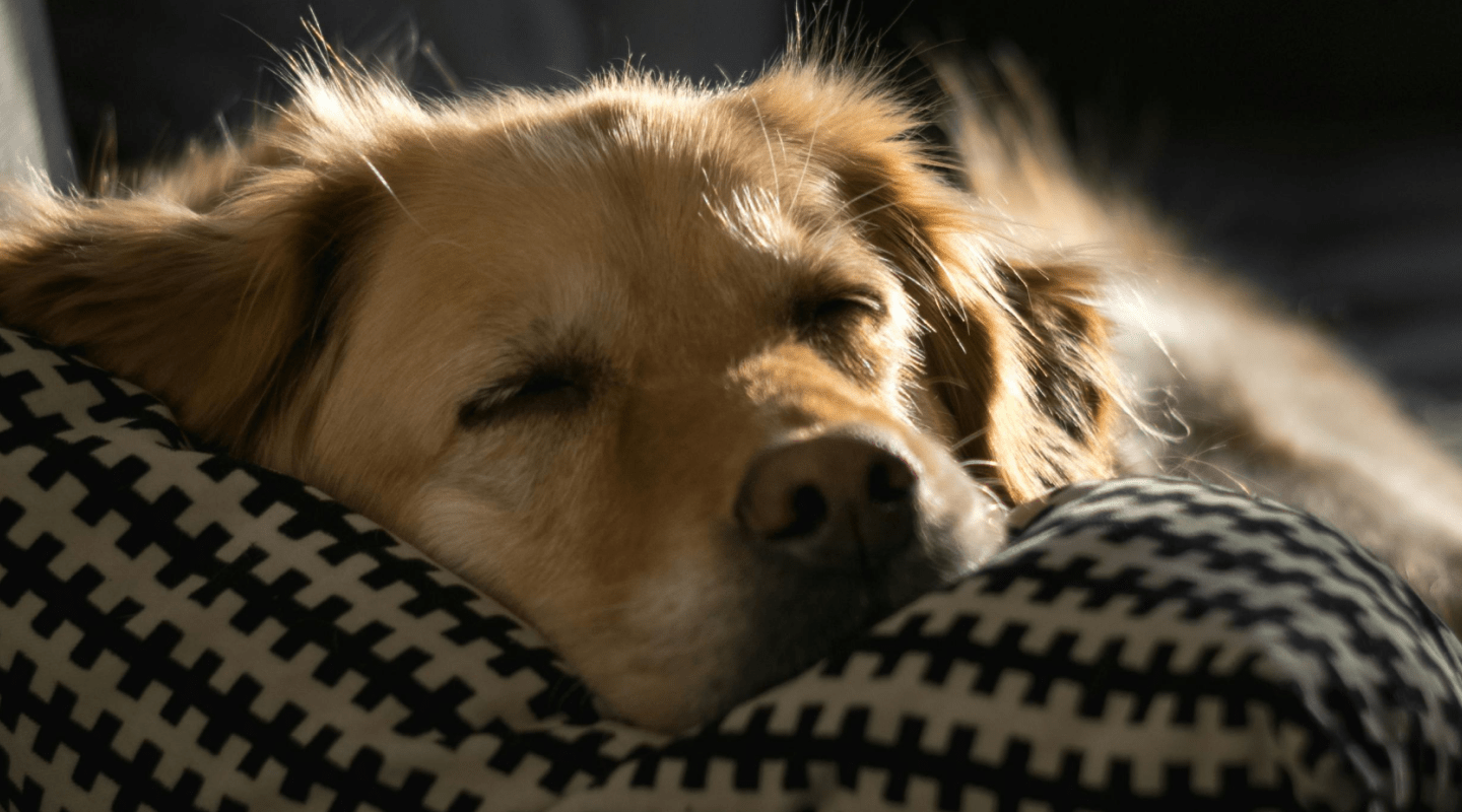 Grooming with Care: The Glucanine Shampoo Advantage