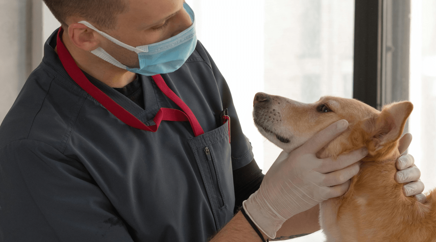 Everything Your Dog Needs in One Simple Bundle