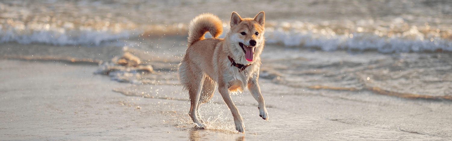 Boosting Your Dog’s Energy Naturally: How Glucanine Supports Vitality