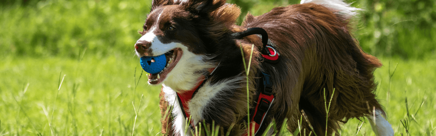 Joint Health Matters: Keeping Your Dog Moving with Glucanine