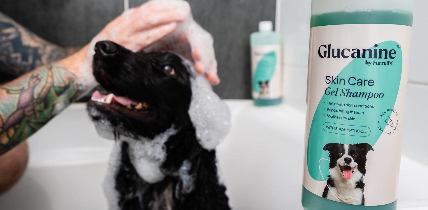 glucanine shampoo