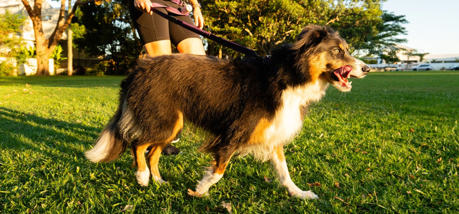 Arthritis in Dogs: Natural Solutions for Joint Pain Relief