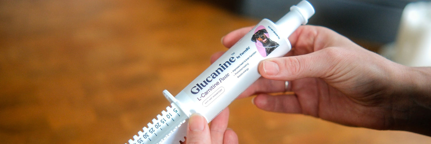 What Does L-Carnitine Do for Dogs? Support Heart, Muscle and Weight Naturally