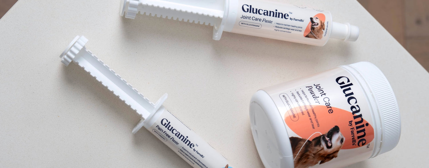 Canine Recovery: Natural Ways to Help Your Dog Heal After Injury or Surgery