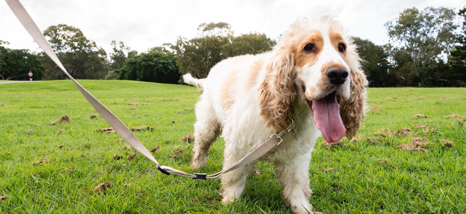 Caring for Older Dogs: How to Support Your Ageing Pet's Health and Happiness