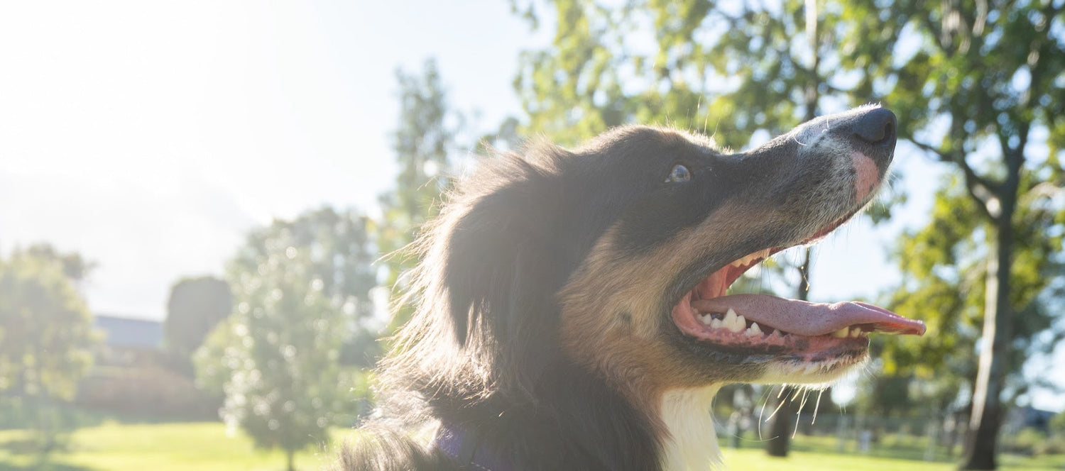 Dental Health for Dogs: Why It Matters More Than You Think