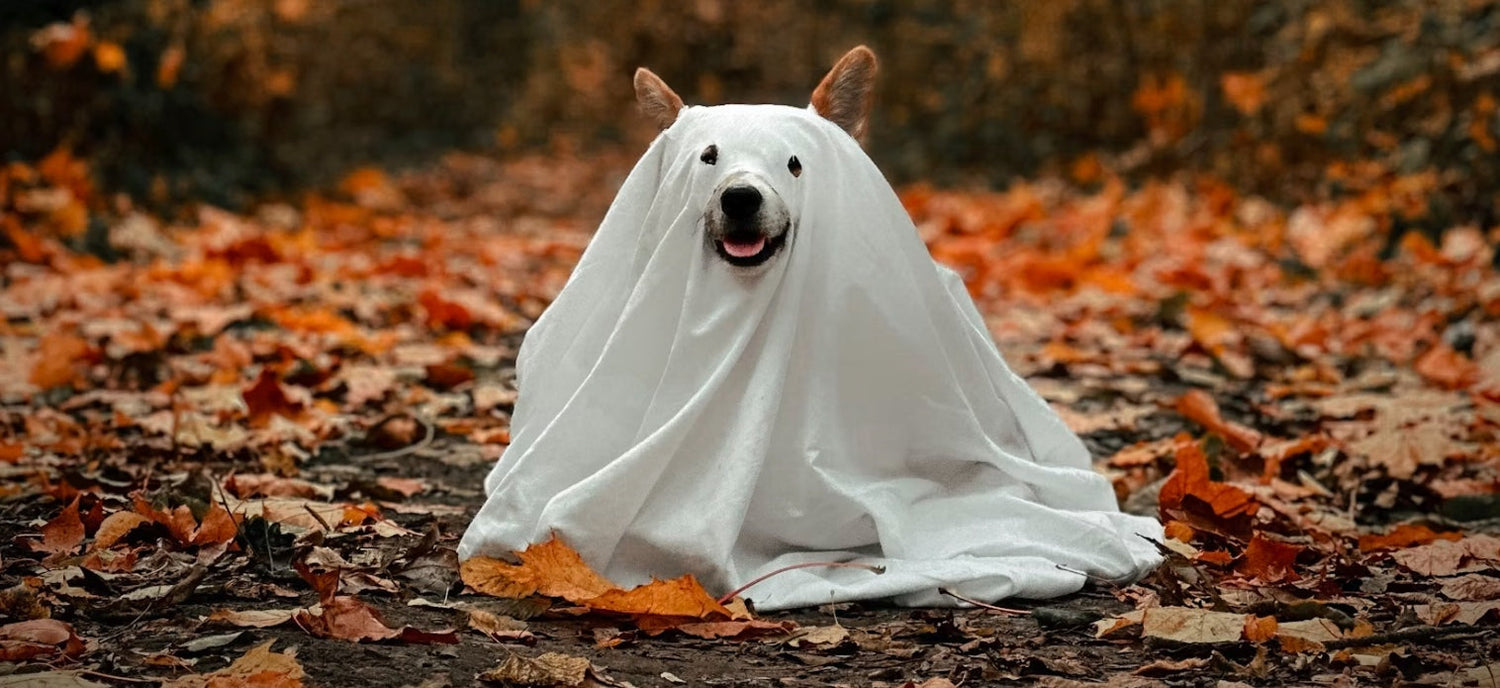 Post-Halloween Pet Safety & Wellness: Detoxing Your Dog After the Holiday Treat Overload