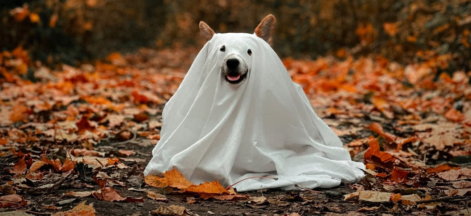 Post-Halloween Pet Safety & Wellness: Detoxing Your Dog After the Holiday Treat Overload