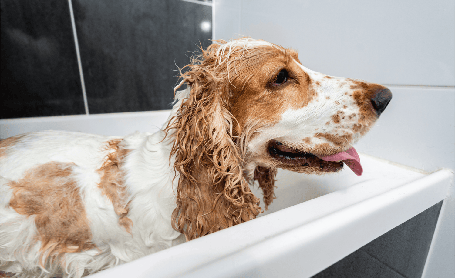 Why Switching to a Gentle Shampoo & Conditioner Could Be the Best Thing You Do for Your Dog