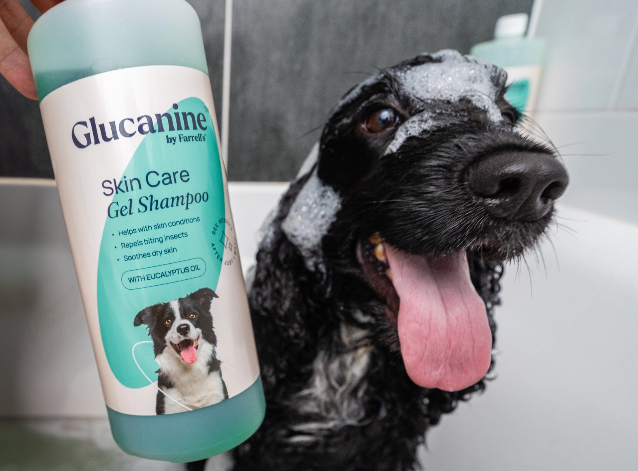 Dog with a bottle of Glucanine Skin Care Gel Shampoo in a bathroom setting