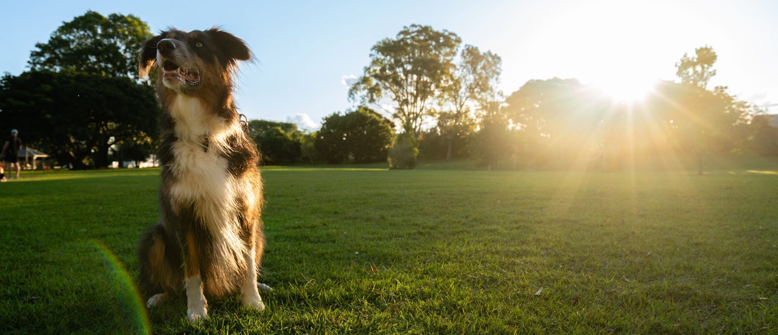 Dog standing on a grassy field with sunlight and trees in the background